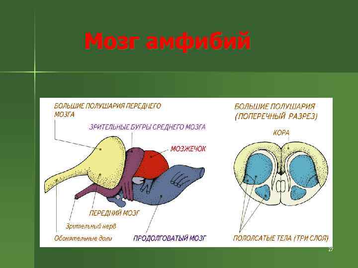 Схема строения головного мозга лягушки