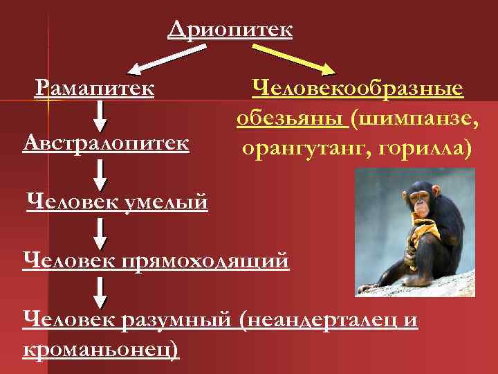 Дриопитек Рамапитек Австралопитек Человекообразные обезьяны (шимпанзе, орангутанг, горилла) Человек умелый Человек прямоходящий Человек разумный