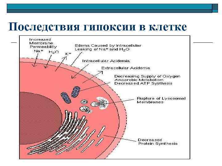 Гипоксия клеток. Тканевая гипоксия механизм развития. Митохондрии при гипоксии.