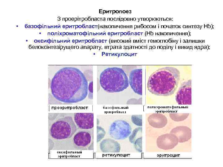  • Еритропоез З проерітробласта послідовно утворюються: базофільний еритробласт(накопичення рибосом і початок синтезу Hb);