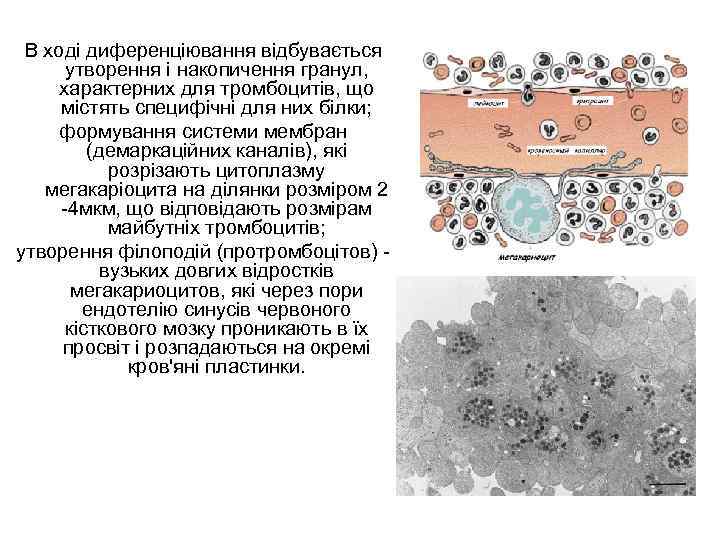 В ході диференціювання відбувається утворення і накопичення гранул, характерних для тромбоцитів, що містять специфічні