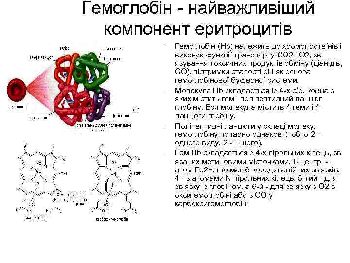 Гемоглобін - найважливіший компонент еритроцитів • • Гемоглобін (Hb) належить до хромопротеїнів і виконує