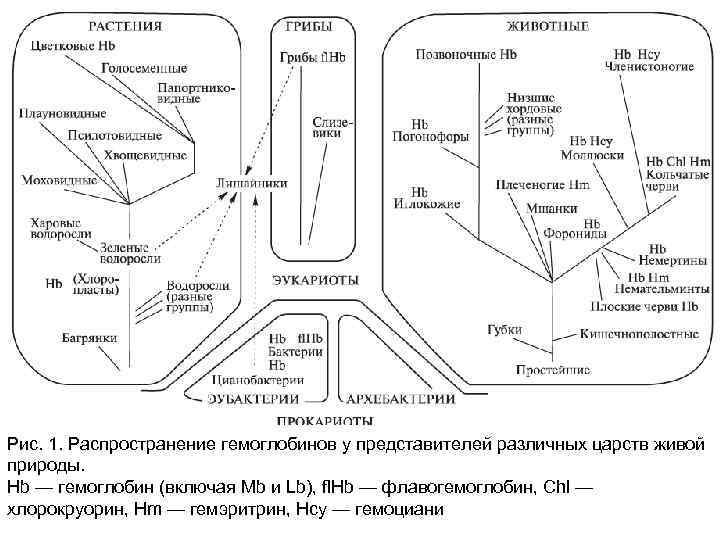 Рис. 1. Распространение гемоглобинов у представителей различных царств живой природы. Hb — гемоглобин (включая