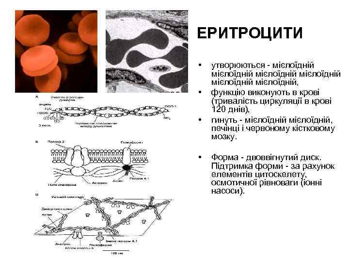 ЕРИТРОЦИТИ • • утворюються - мієлоїдній мієлоїдній, функцію виконують в крові (тривалість циркуляції в