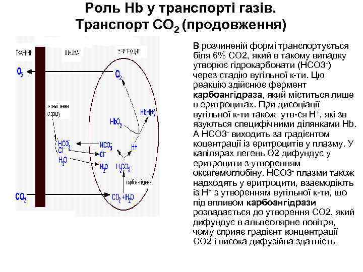Роль Hb у транспорті газів. Транспорт СО 2 (продовження) В розчиненій формі транспортується біля