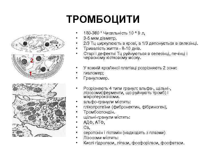 ТРОМБОЦИТИ • • • 180 -360 * Чисельність 10 ^ 9 л, 3 -5