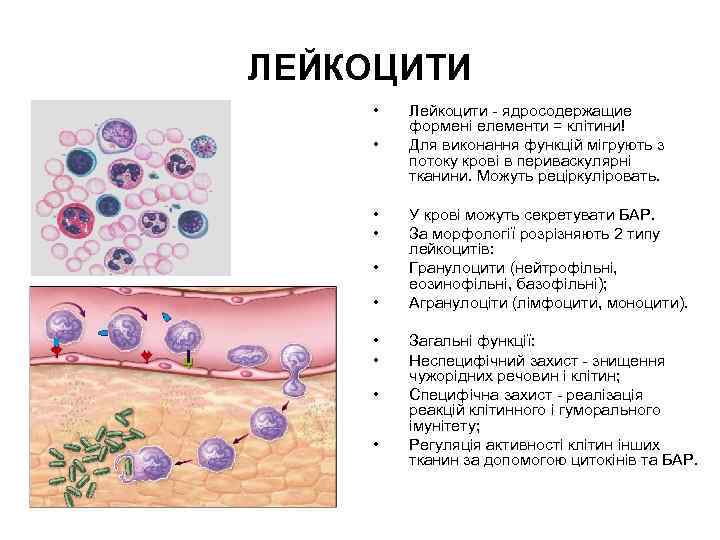 ЛЕЙКОЦИТИ • • • Лейкоцити - ядросодержащие формені елементи = клітини! Для виконання функцій