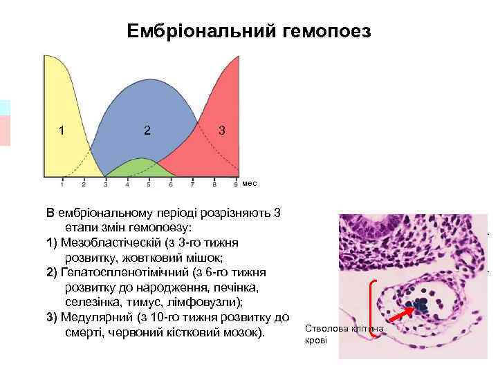 Ембріональний гемопоез 1 2 3 мес В ембріональному періоді розрізняють 3 етапи змін гемопоезу: