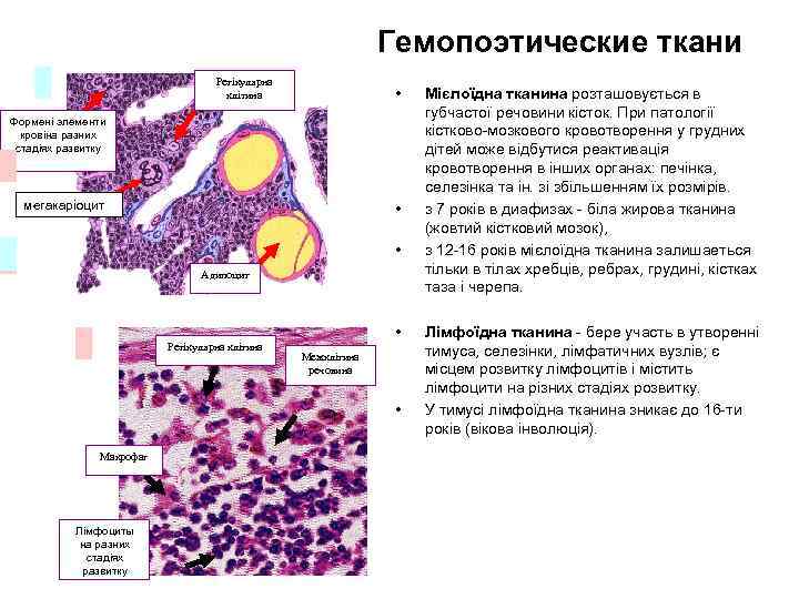 Гемопоэтические ткани Ретікулярна клітина • Формені элементи кровіна разних стадіях развитку мегакаріоцит • •
