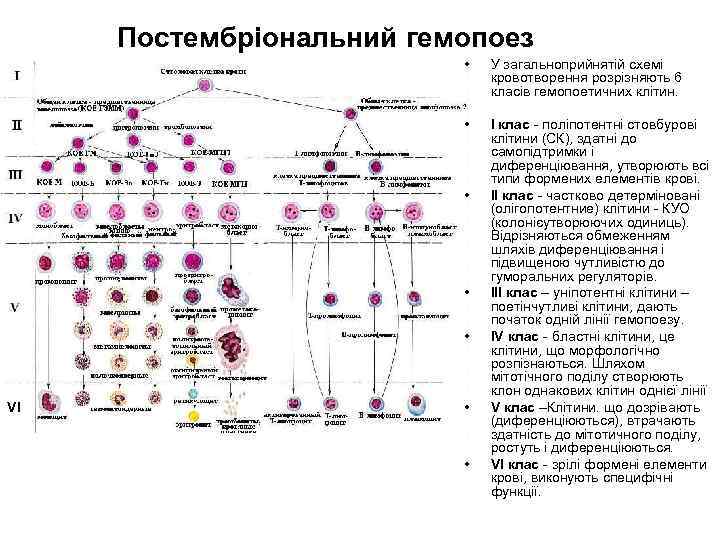 Постембріональний гемопоез • У загальноприйнятій схемі кровотворення розрізняють 6 класів гемопоетичних клітин. • I