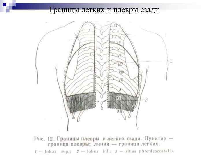 Границы легких и плевры сзади 