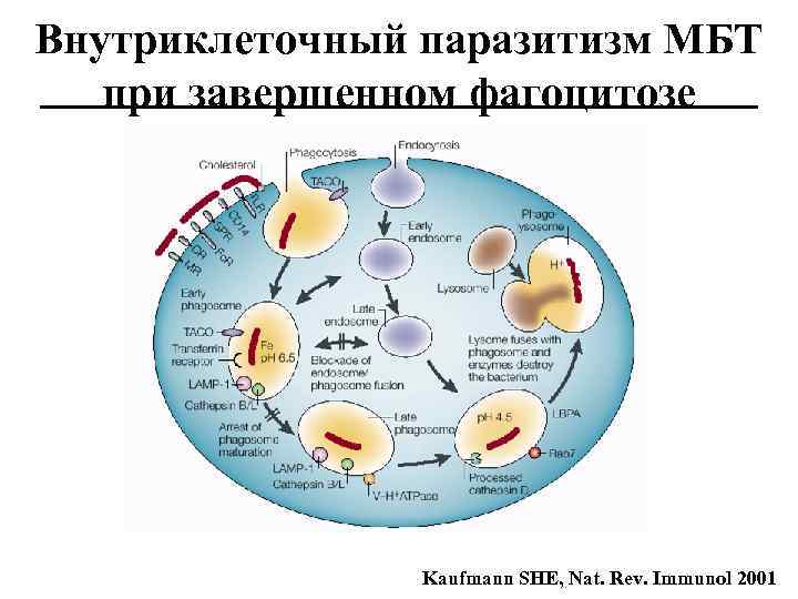 Внутриклеточный паразитизм МБТ при завершенном фагоцитозе Kaufmann SHE, Nat. Rev. Immunol 2001 