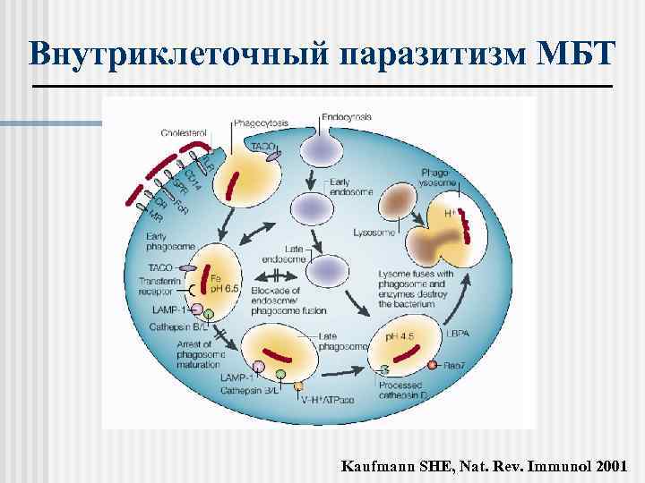 Внутриклеточный паразитизм МБТ Kaufmann SHE, Nat. Rev. Immunol 2001 