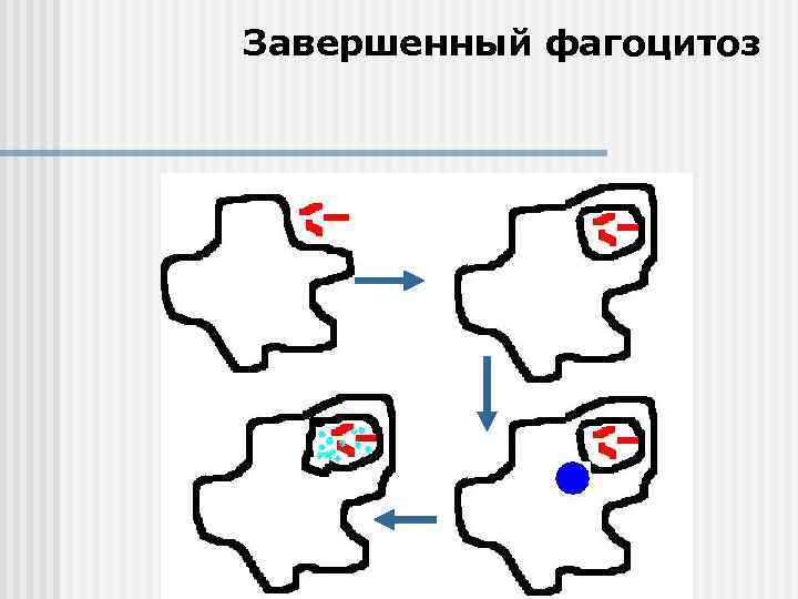 Завершенный фагоцитоз 