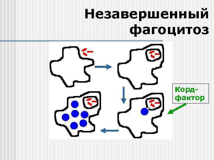 Незавершенный фагоцитоз Кордфактор 