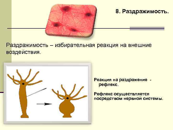 8. Раздражимость – избирательная реакция на внешние воздействия. Реакция на раздражение рефлекс. Рефлекс осуществляется