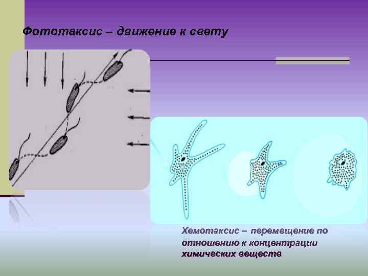 Фототаксис – движение к свету Хемотаксис – перемещение по отношению к концентрации химических веществ
