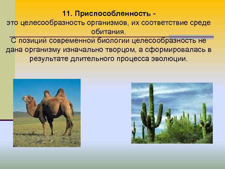 11. Приспособленность это целесообразность организмов, их соответствие среде обитания. С позиций современной биологии целесообразность