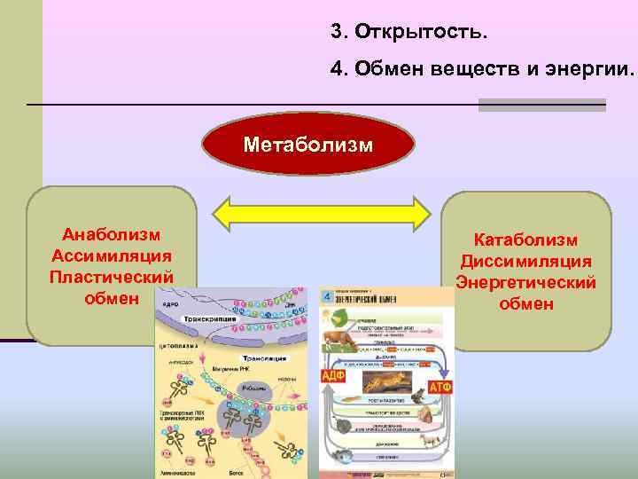 3. Открытость. 4. Обмен веществ и энергии. Метаболизм Анаболизм Ассимиляция Пластический обмен Катаболизм Диссимиляция