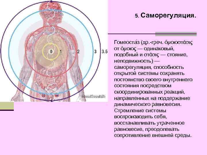5. Саморегуляция. Гомеоста з (др. -греч. ὁμοιοστάσις от ὁμοιος — одинаковый, подобный и στάσις