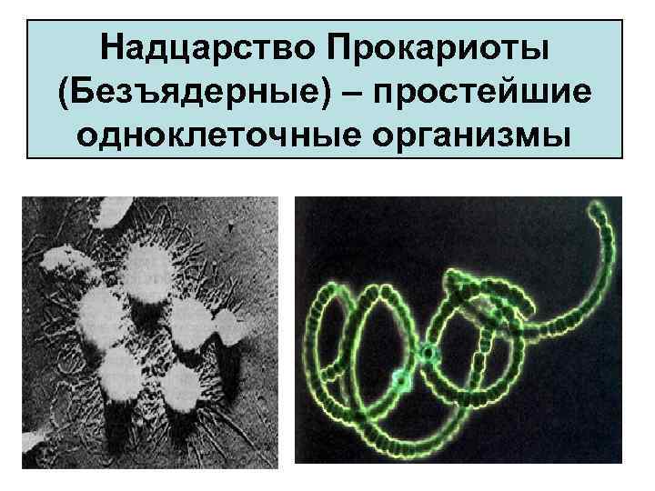 Надцарство Прокариоты (Безъядерные) – простейшие одноклеточные организмы 