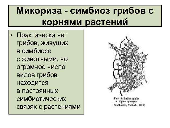 На рисунке показана микориза грибов на корнях дерева эти тесные взаимоотношения 2 видов называются