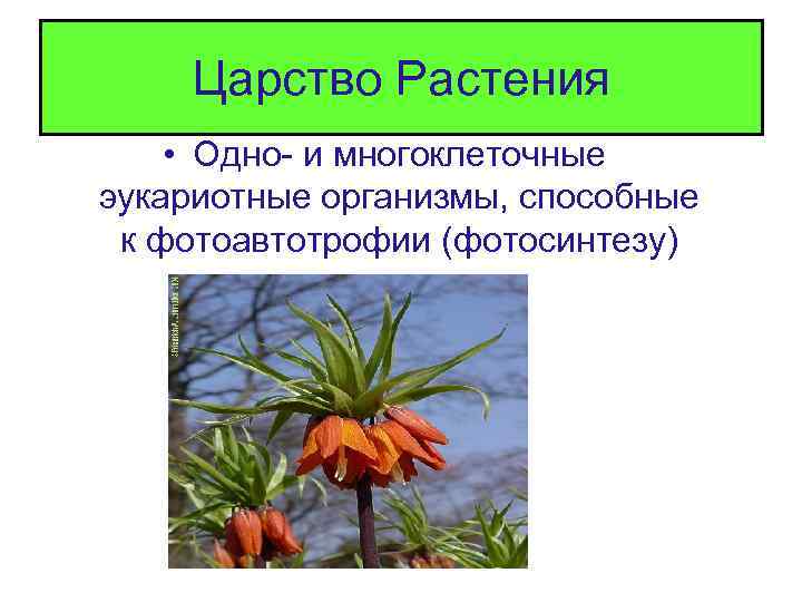 Царство Растения • Одно- и многоклеточные эукариотные организмы, способные к фотоавтотрофии (фотосинтезу) 