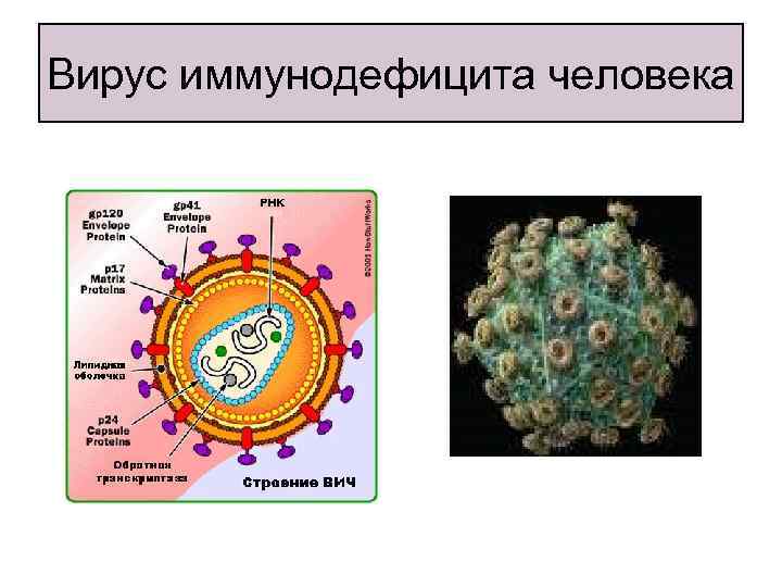 Вирус иммунодефицита человека 