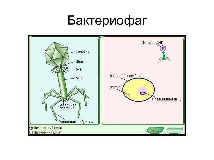 Бактериофаг 