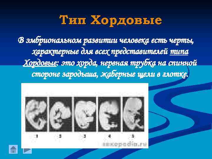Тип Хордовые В эмбриональном развитии человека есть черты, характерные для всех представителей типа Хордовые: