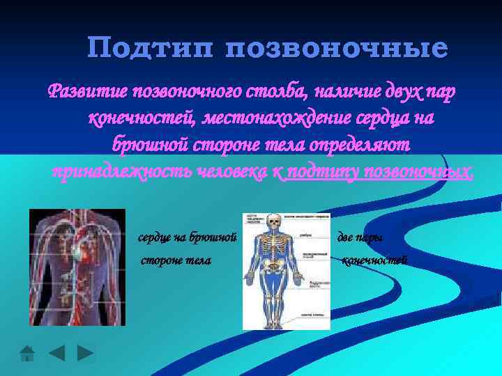 Подтип позвоночные Развитие позвоночного столба, наличие двух пар конечностей, местонахождение сердца на брюшной стороне