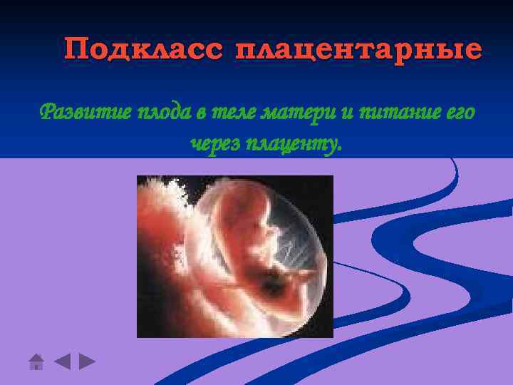 Подкласс плацентарные Развитие плода в теле матери и питание его через плаценту. 