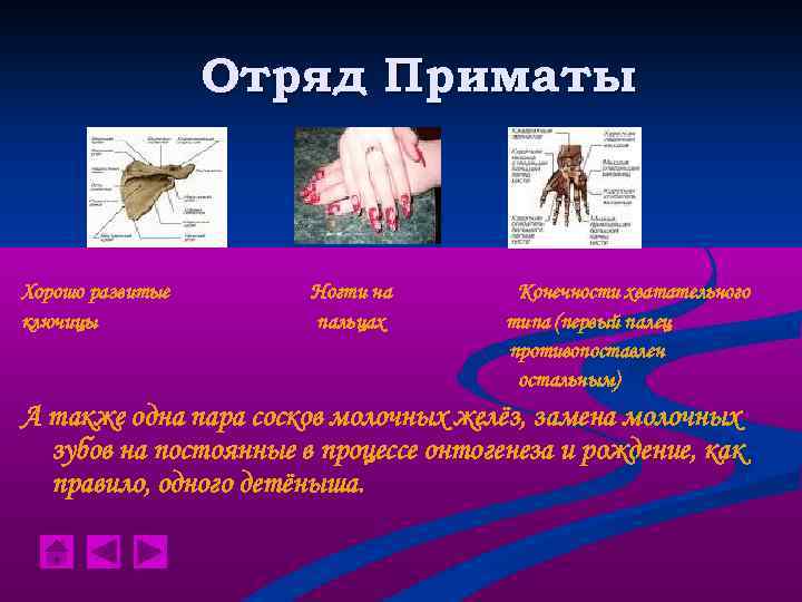 Отряд Приматы Хорошо развитые ключицы Ногти на пальцах Конечности хватательного типа (первый палец противопоставлен