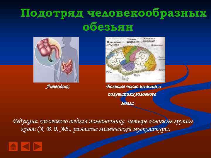 Подотряд человекообразных обезьян Аппендикс Большое число извилин в полушариях головного мозга Редукция хвостового отдела