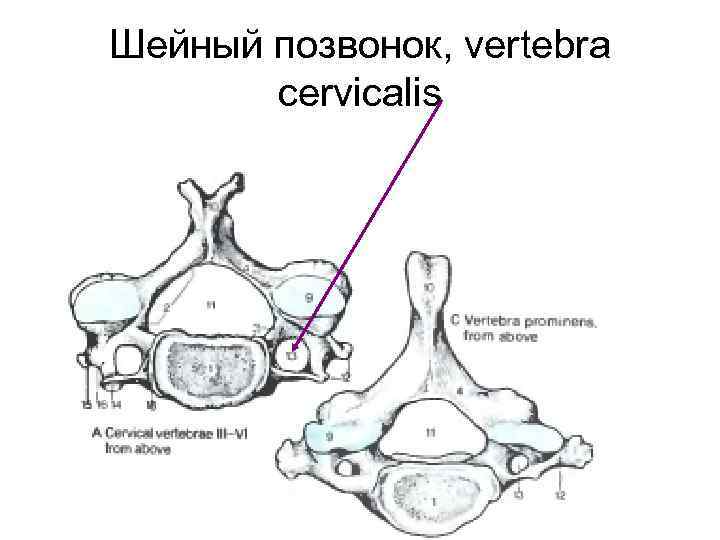 Шейный позвонок, vertebra cervicalis 