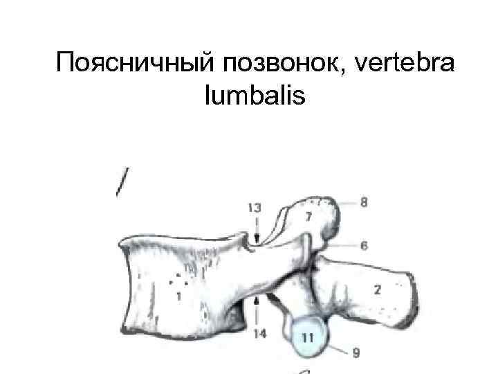 Поясничный позвонок, vertebra lumbalis 