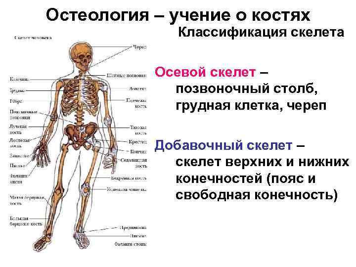 Остеология – учение о костях Классификация скелета Осевой скелет – позвоночный столб, грудная клетка,