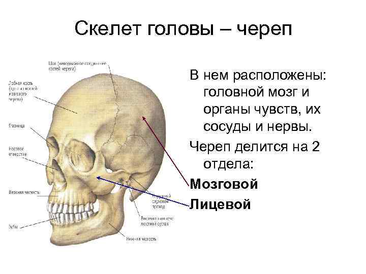 Скелет головы – череп В нем расположены: головной мозг и органы чувств, их сосуды
