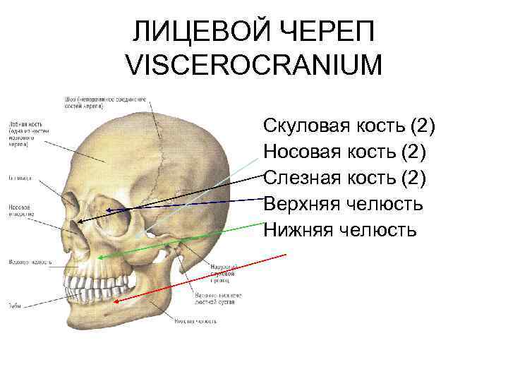 ЛИЦЕВОЙ ЧЕРЕП VISCEROCRANIUM Скуловая кость (2) Носовая кость (2) Слезная кость (2) Верхняя челюсть