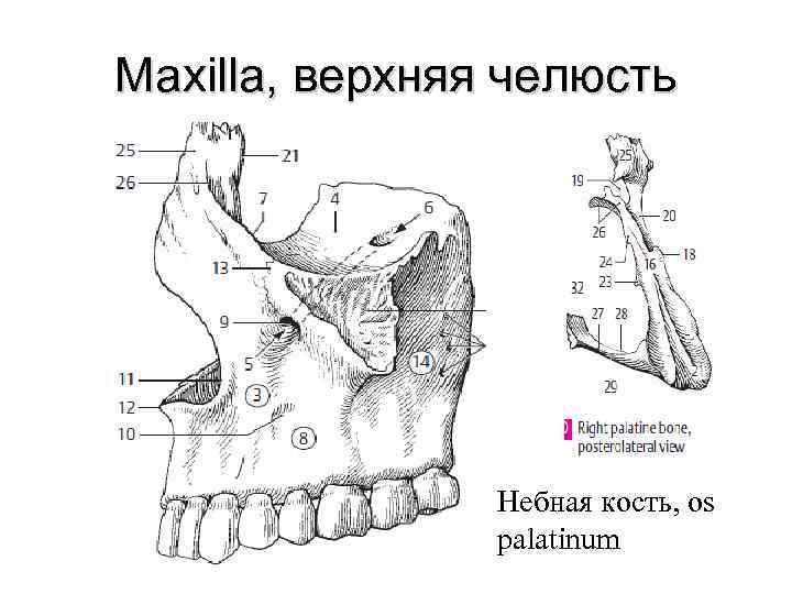 Maxilla, верхняя челюсть Небная кость, os palatinum 
