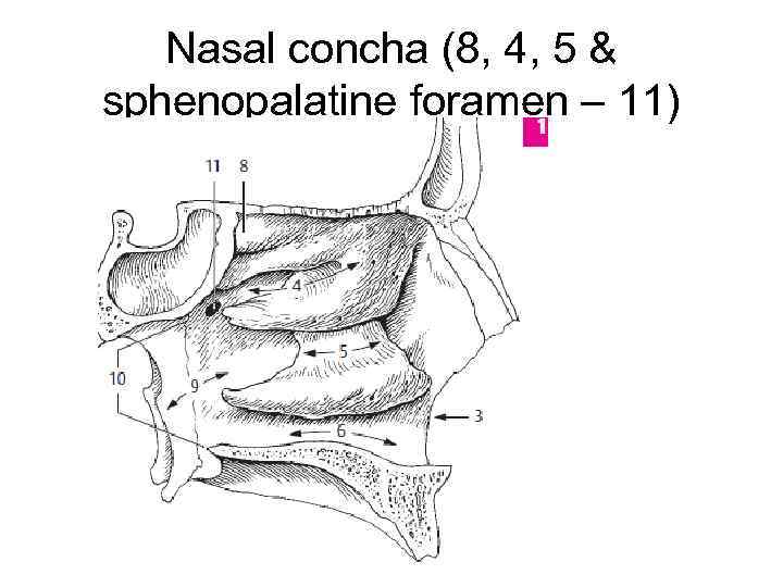 Nasal concha (8, 4, 5 & sphenopalatine foramen – 11) 