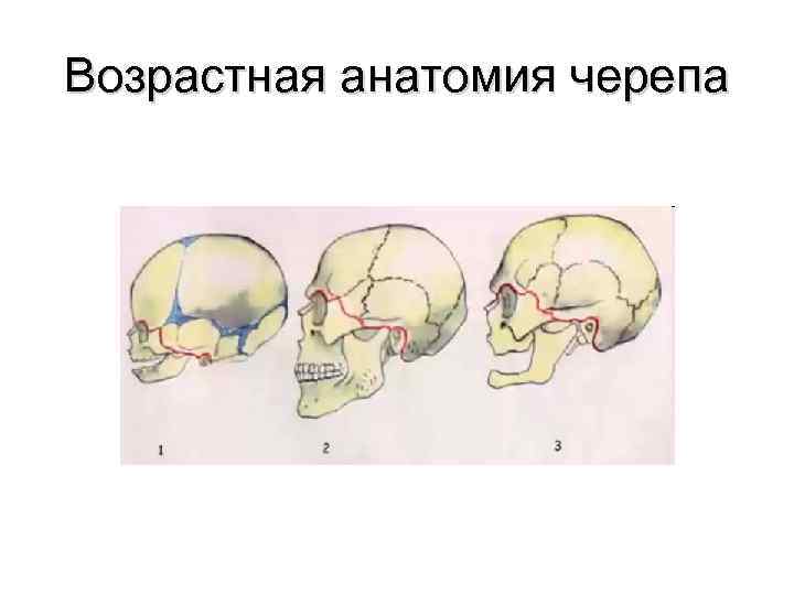 Возрастная анатомия черепа 
