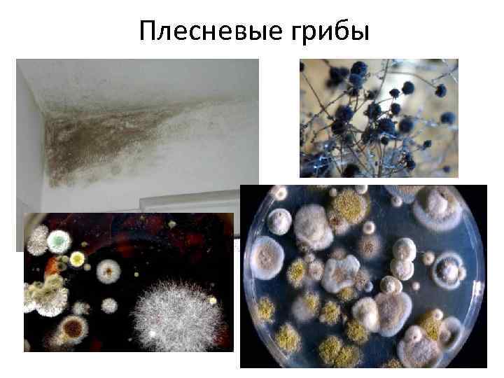 Плесневые грибы 