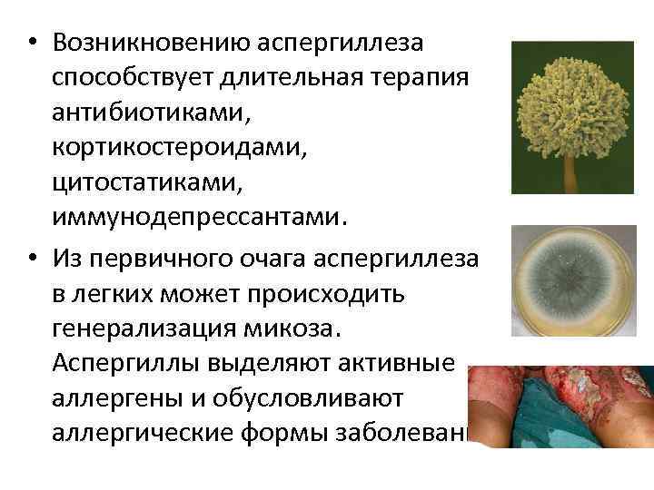  • Возникновению аспергиллеза способствует длительная терапия антибиотиками, кортикостероидами, цитостатиками, иммунодепрессантами. • Из первичного