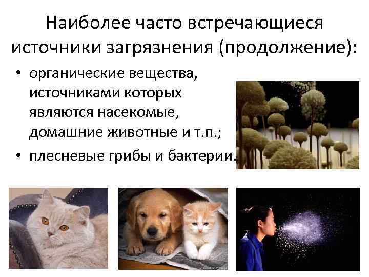 Наиболее часто встречающиеся источники загрязнения (продолжение): • органические вещества, источниками которых являются насекомые, домашние