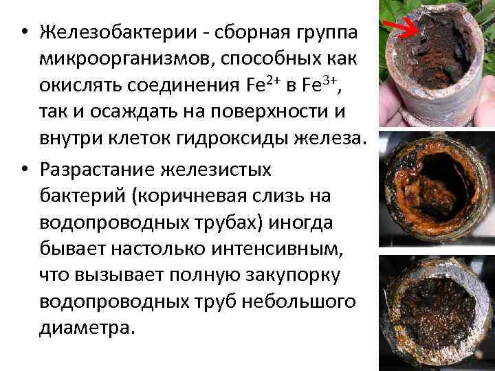  • Железобактерии - сборная группа микроорганизмов, способных как окислять соединения Fe 2+ в