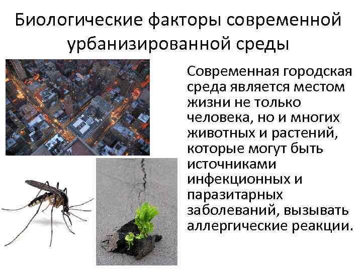 Биологические факторы современной урбанизированной среды Современная городская среда является местом жизни не только человека,