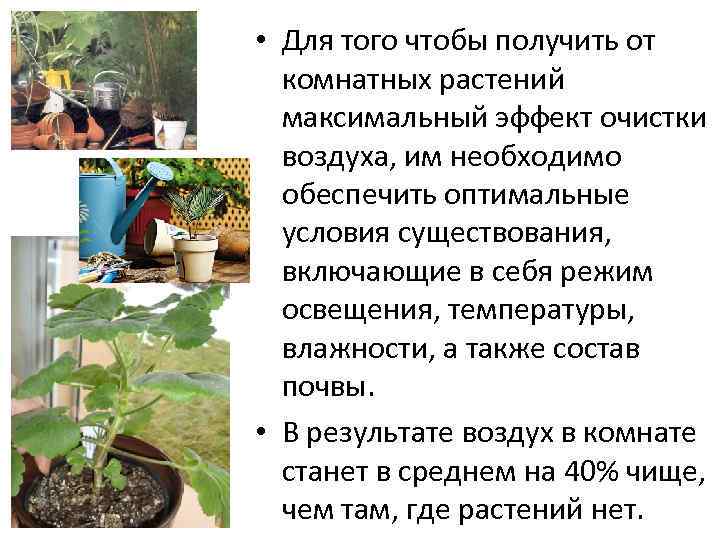  • Для того чтобы получить от комнатных растений максимальный эффект очистки воздуха, им