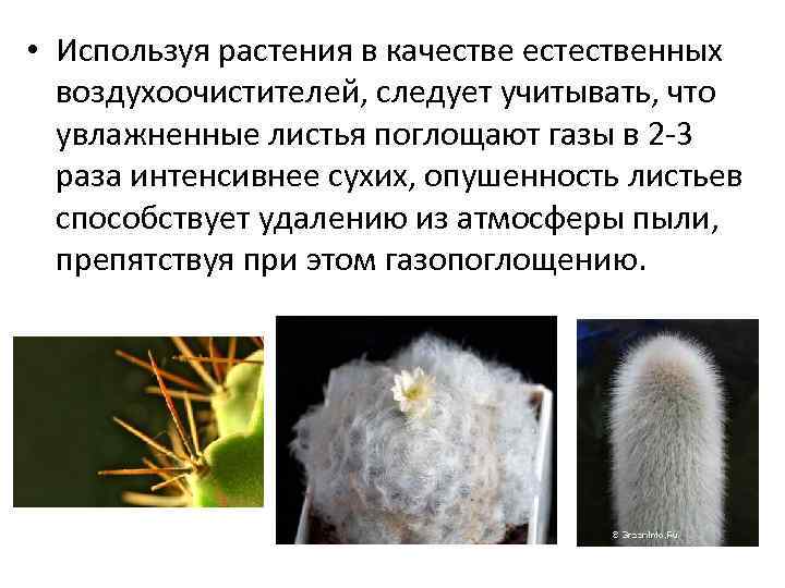  • Используя растения в качестве естественных воздухоочистителей, следует учитывать, что увлажненные листья поглощают