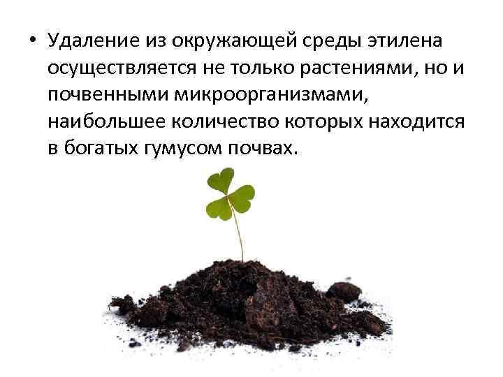  • Удаление из окружающей среды этилена осуществляется не только растениями, но и почвенными